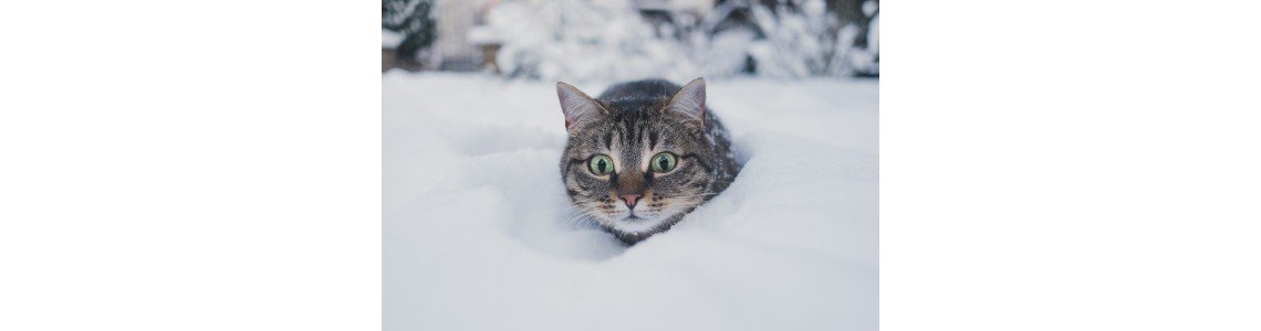 Feline Fur-reezing!