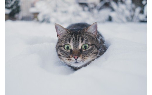 Feline Fur-reezing!