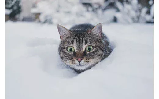 Feline Fur-reezing!
